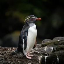 Fiordland Penguin, Male