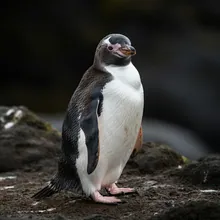 Fiordland Penguin, Young