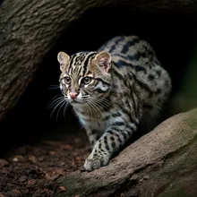 Fishing Cat, Young