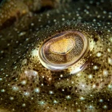 Flapper Skate, Close up