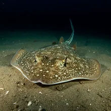 Flapper Skate, Female