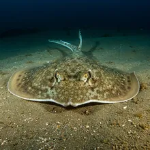 Flapper Skate, Male