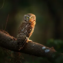 Forest Owlet, Female