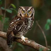 Forest Owlet, Male