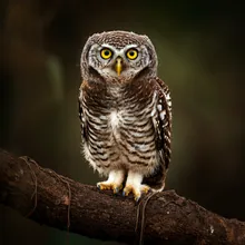 Forest Owlet, Young