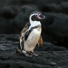 Galapagos Penguin, Female