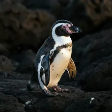 Galapagos Penguin, Male