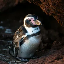 Galapagos Penguin, Young