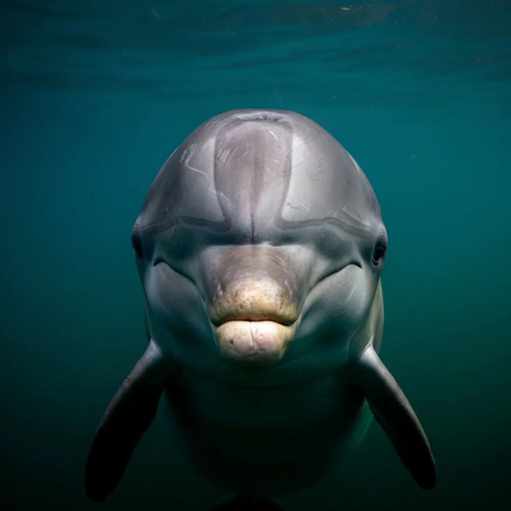 Ganges River Dolphin