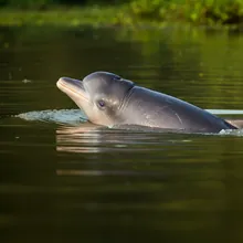 Ganges River Dolphin, Female