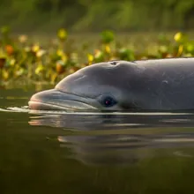 Ganges River Dolphin, Male