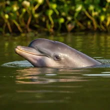 Ganges River Dolphin, Young
