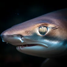 Ganges Shark, Close up