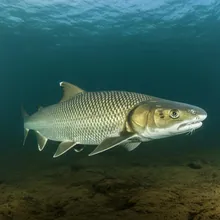 Ganges Shark, Female