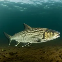 Ganges Shark, Male