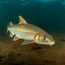 Ganges Shark, Young