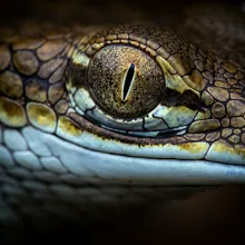 Gharial, Close up