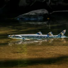 Gharial, Female