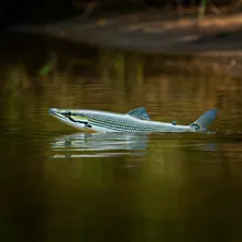 Gharial, Male