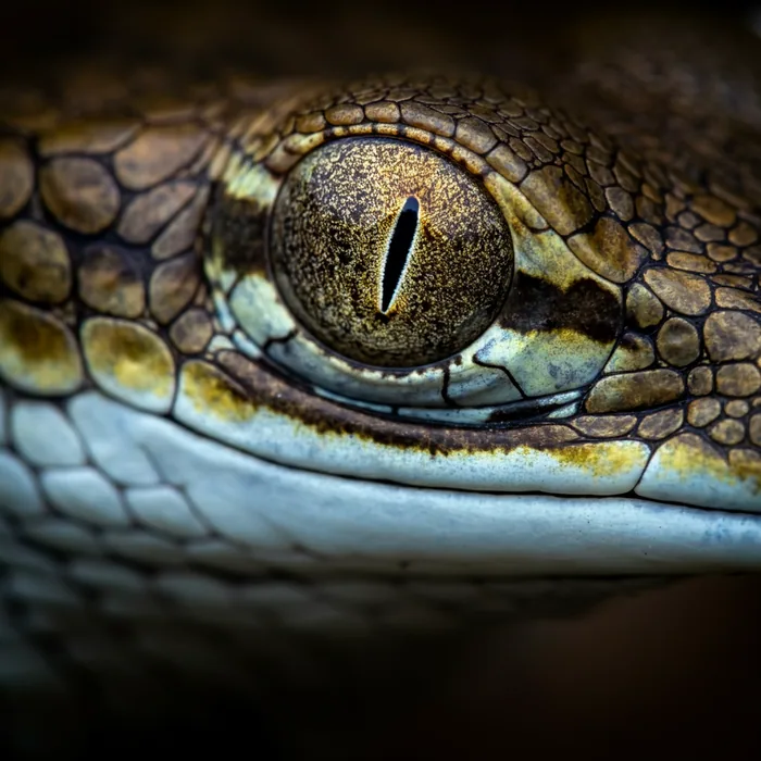 GHARIAL