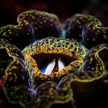 Giant Clam, Close up