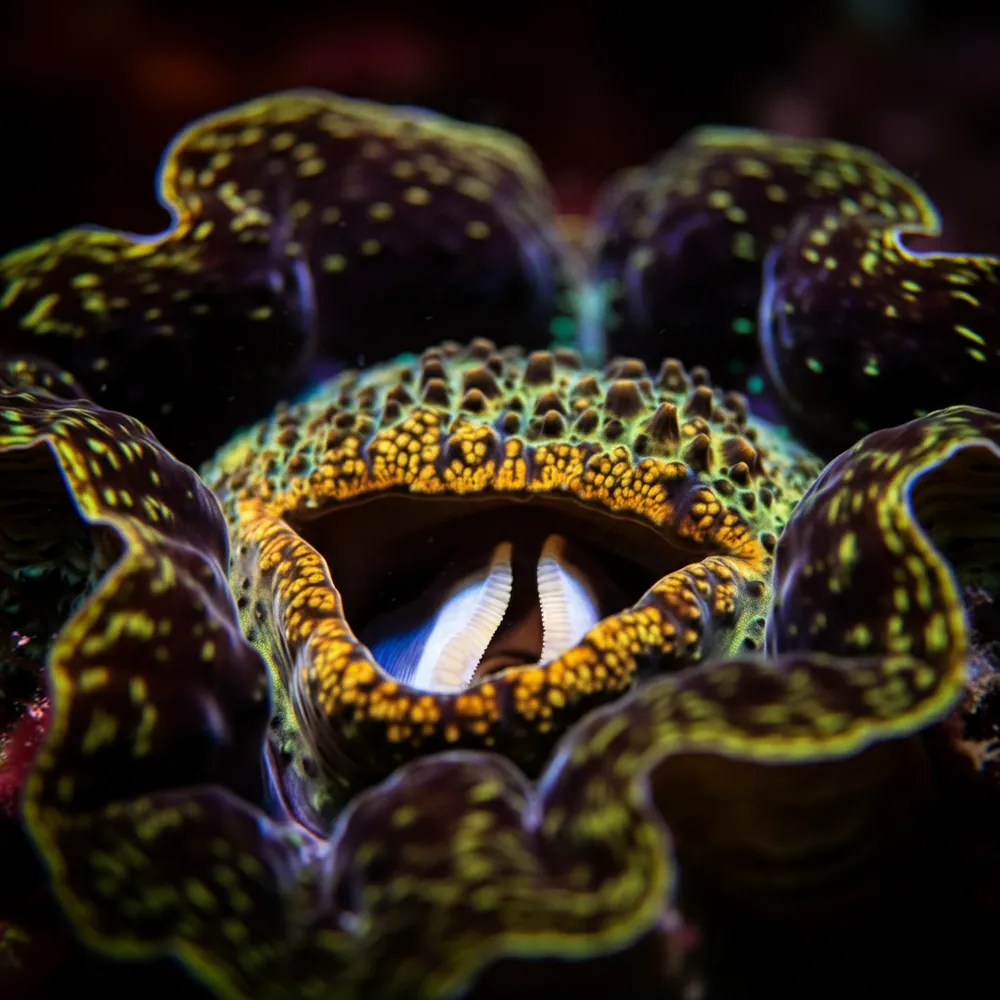 Giant Clam