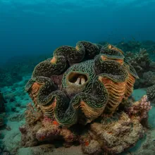 Giant Clam, Female