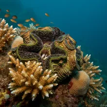 Giant Clam, Young