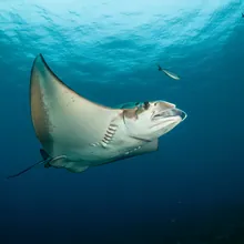 Giant Manta Ray, Female