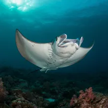Giant Manta Ray, Male