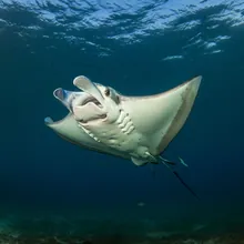 Giant Manta Ray, Young