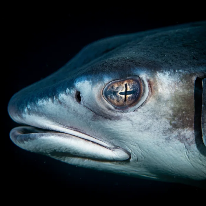 GIANT MANTA RAY