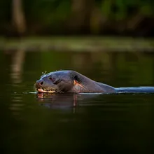 Giant Otter, Female