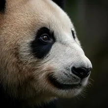 Giant Panda, Close up