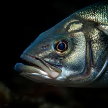 Giant Sea Bass, Close up