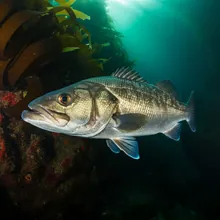 Giant Sea Bass, Male