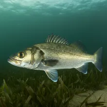 Giant Sea Bass, Young
