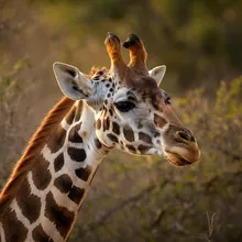 Giraffe, Female