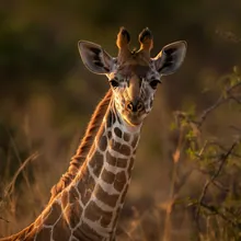 Giraffe, Young