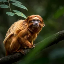 Golden Lion Tamarin, Female