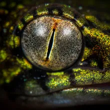 Golden Mantella, Close up