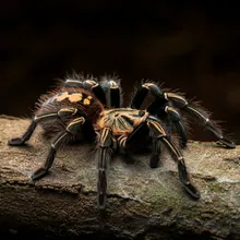 Gooty Tarantula, Female
