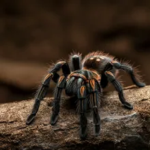 Gooty Tarantula, Male