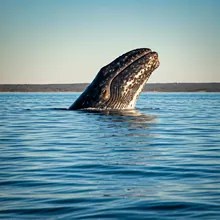 Gray Whale, Female