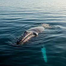 Gray Whale, Male