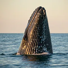 Gray Whale, Young