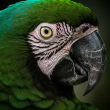 Great Green Macaw, Close up