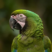 Great Green Macaw, Female