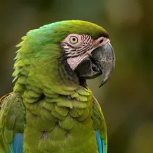Great Green Macaw, Male