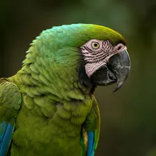 Great Green Macaw, Young